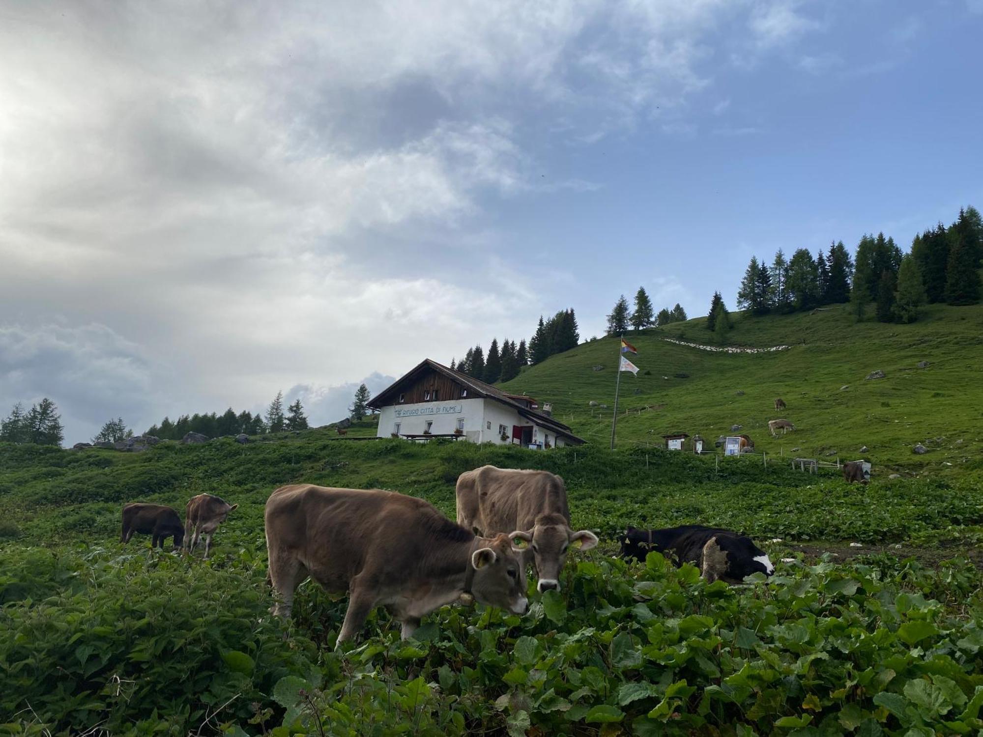 Hotel Garni Ladinia Pescul Exteriér fotografie